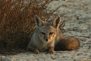 Indijski ili besters Indijski ili besters